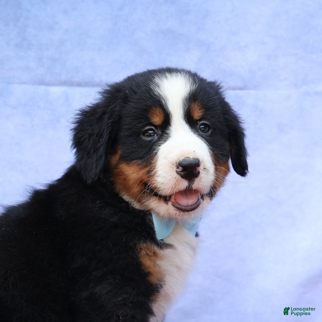 Bernese Mountain Dog dogs for sale: Samson - Image 13