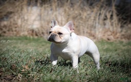 French Bulldog dogs for sale: Cosmo - Image 9