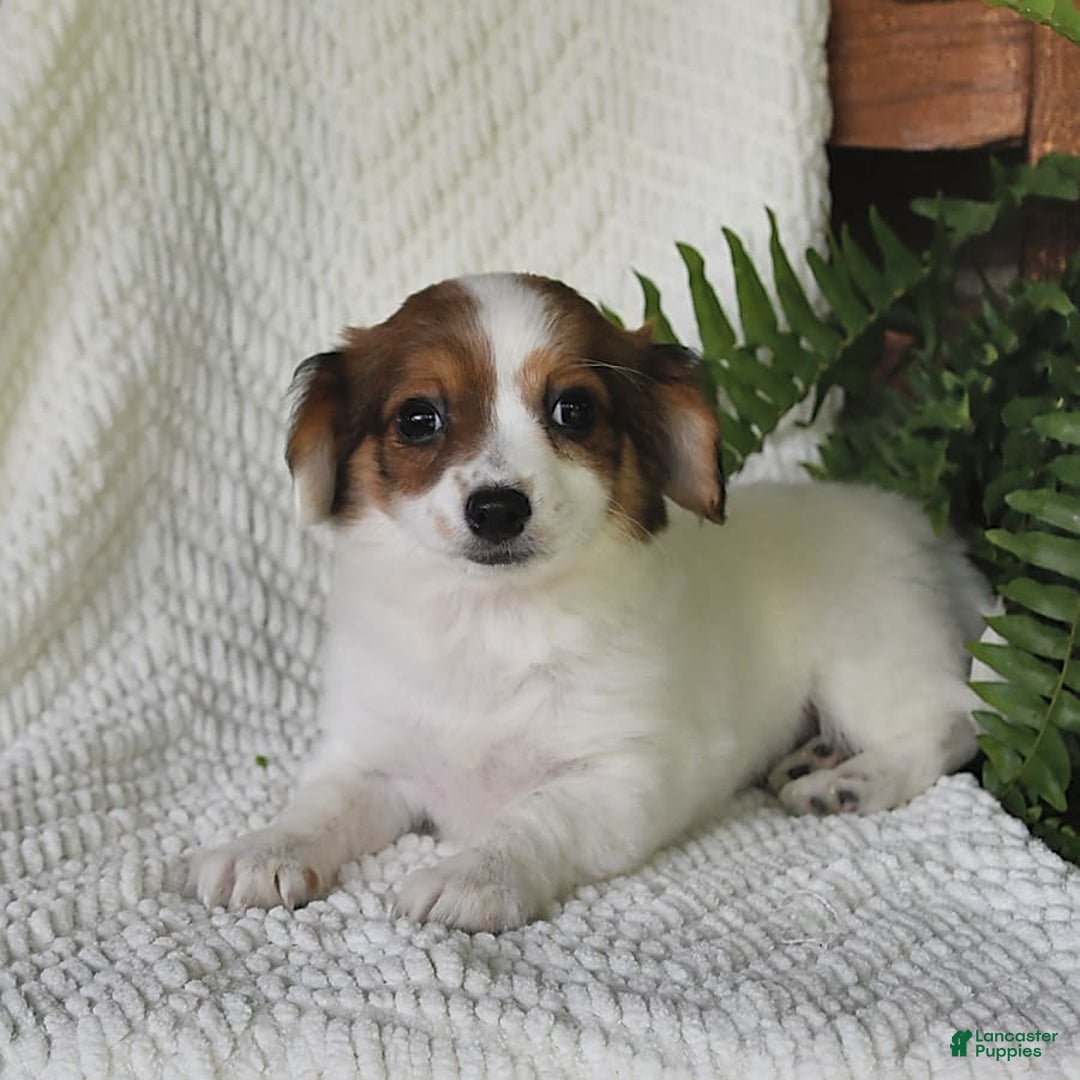 Havanese dogs for sale: Bessy - Image 6