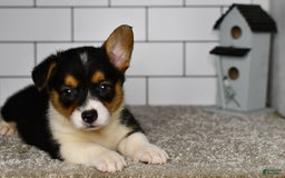 Welsh Corgi Pembroke dogs for sale: Maranda - Image 4