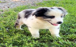 Australian Shepherd dogs for sale: Blue - Image 5