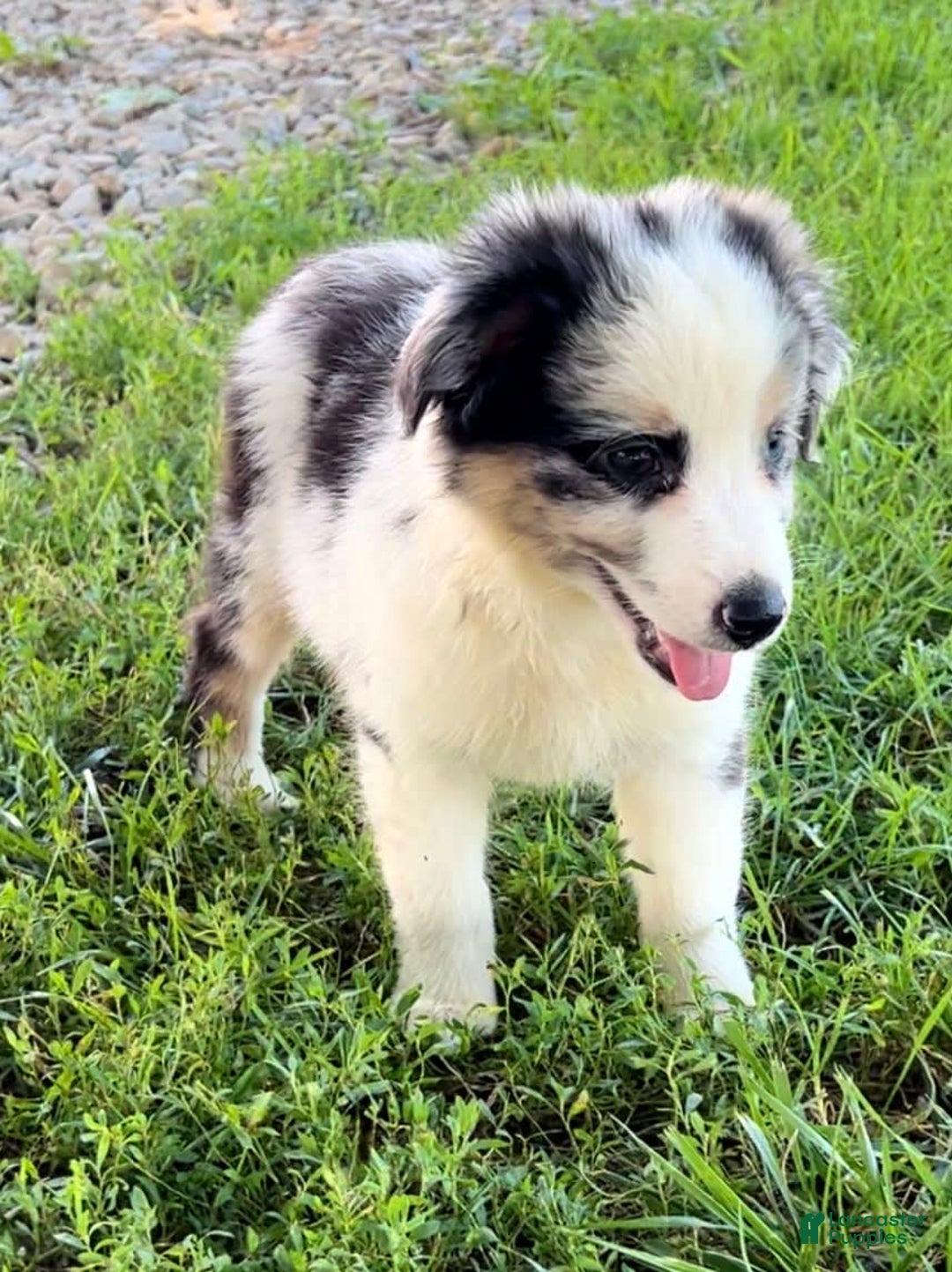 Australian Shepherd dogs for sale: Blue - Image 5