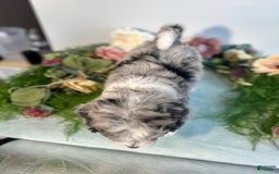 Mini Bernedoodle dogs for sale: Jewel - Image 10