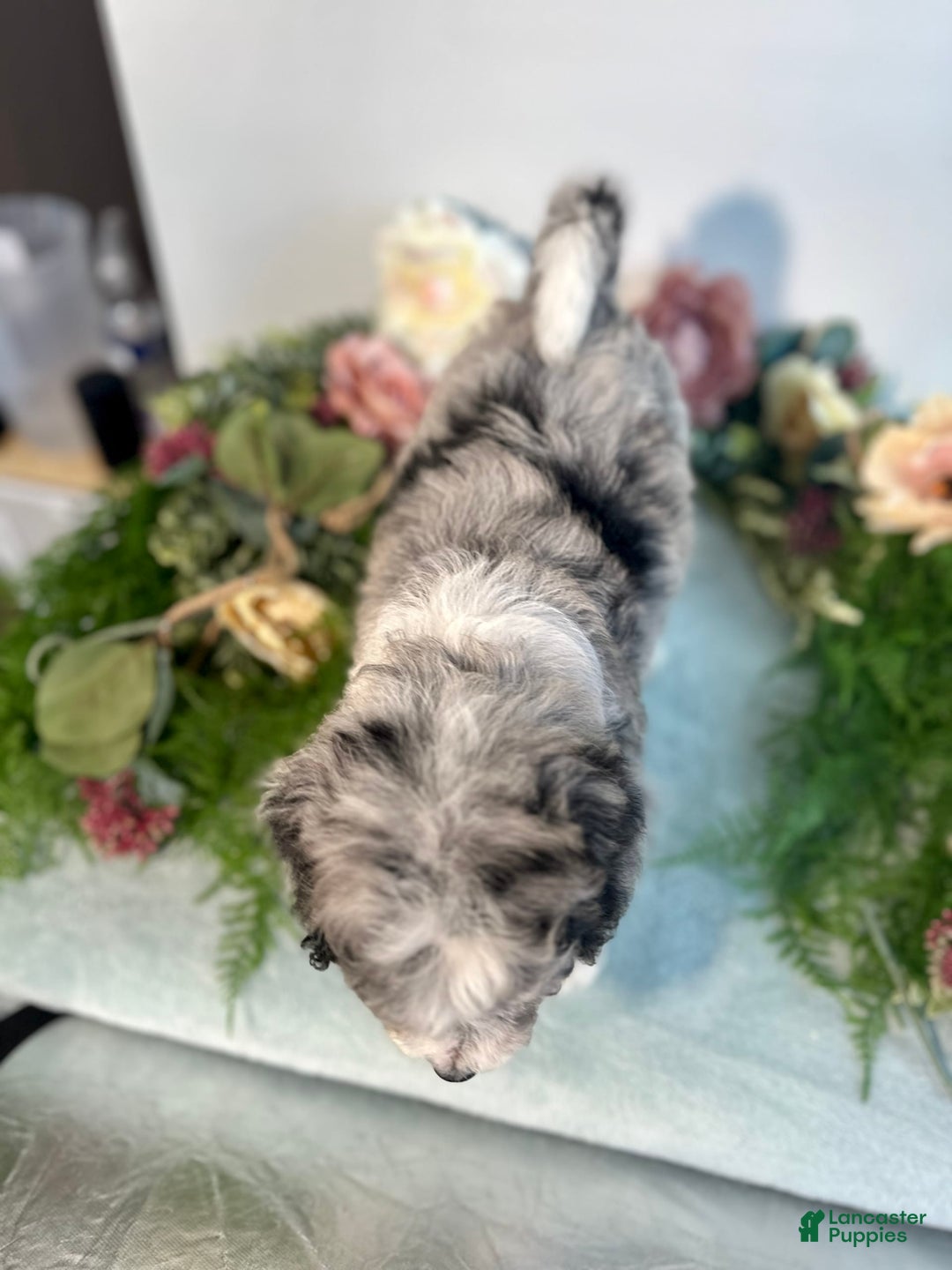 Mini Bernedoodle dogs for sale: Jewel - Image 10