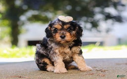 Cavapoo dogs for sale: Cavapoo 2 puppies - Image 8