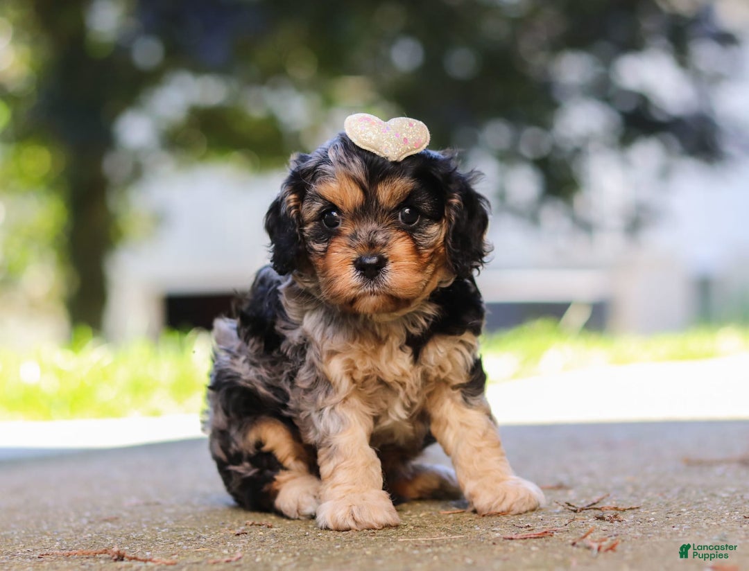 Cavapoo dogs for sale: Cavapoo 2 puppies - Image 8
