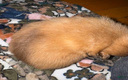 Pomeranian dogs for sale: Jake - Image 17
