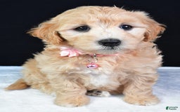 Maltipoo dogs for sale: Beauty - Image 1