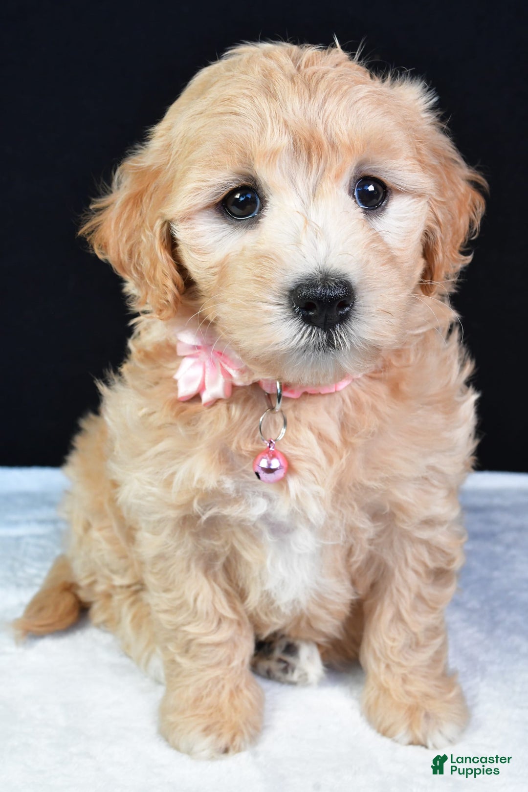 Maltipoo dogs for sale: Beauty - Image 1