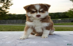 Pomsky dogs for sale: Raina - Image 10