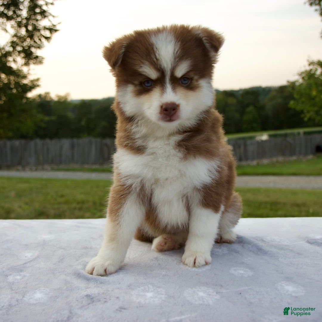 Pomsky dogs for sale: Raina - Image 10