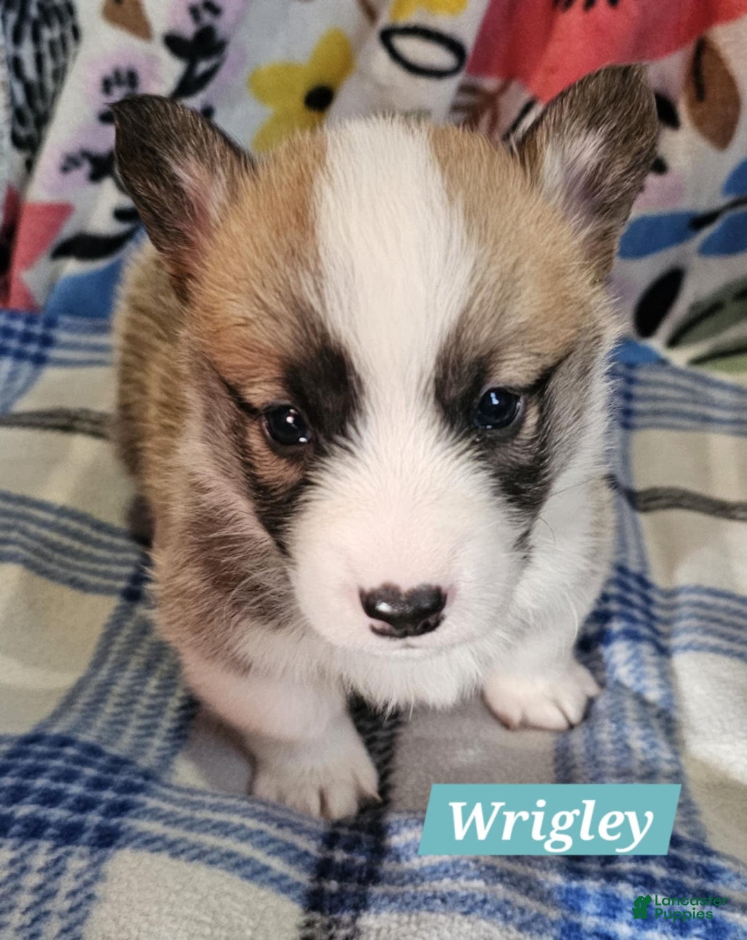 Welsh Corgi Pembroke dogs for sale: Wrigley - Image 1