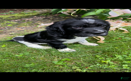 English Springer Spaniel dogs for sale: Max - Image 2