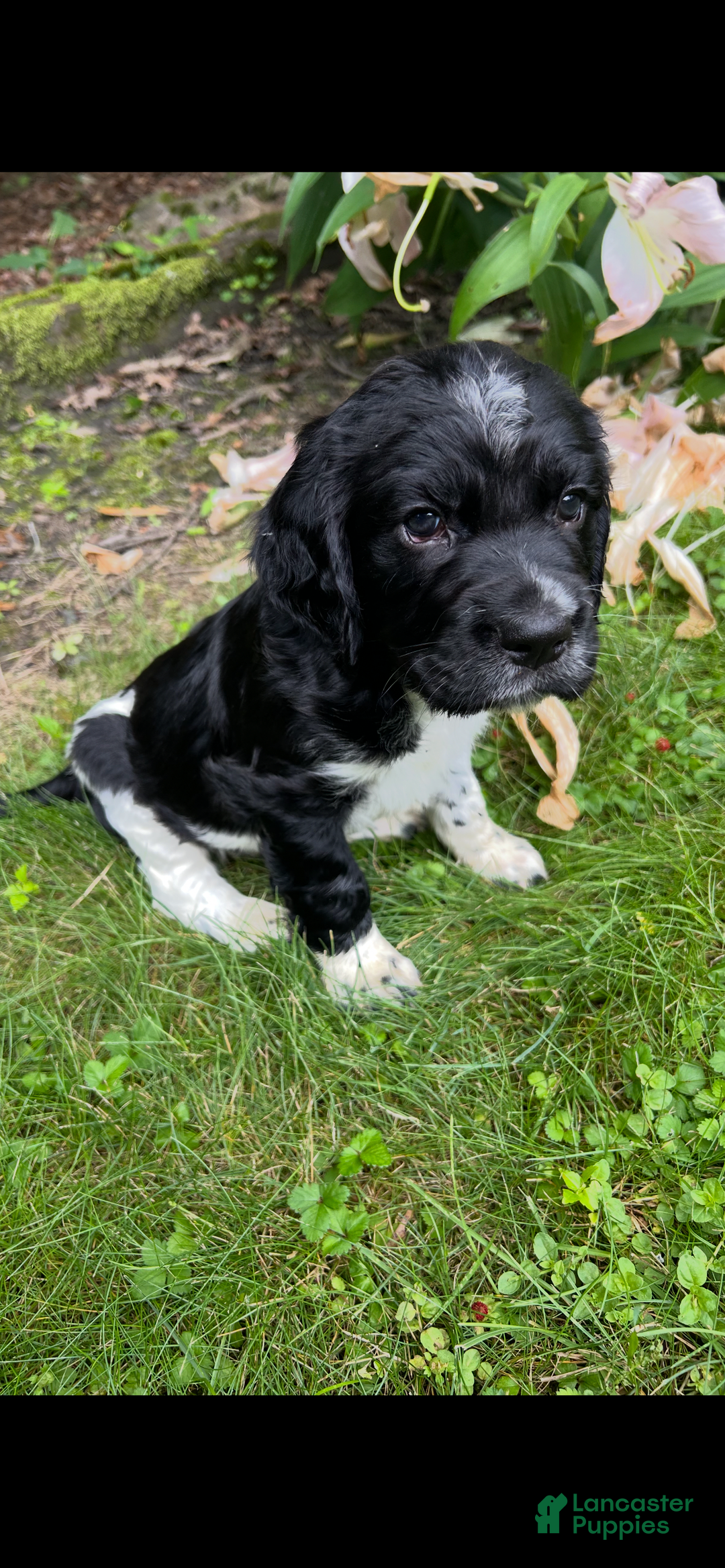 English Springer Spaniel dogs for sale: Max - Image 2