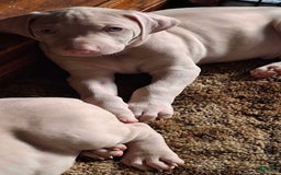Doberman Pinscher dogs for sale: Hurk - Image 1