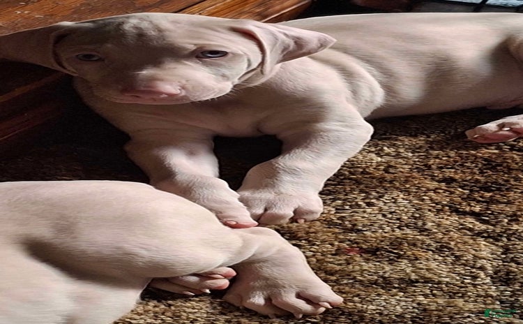 Doberman Pinscher dogs for sale - Ad 4