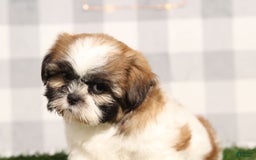 Shih Tzu dogs for sale: Kenobi - Image 1