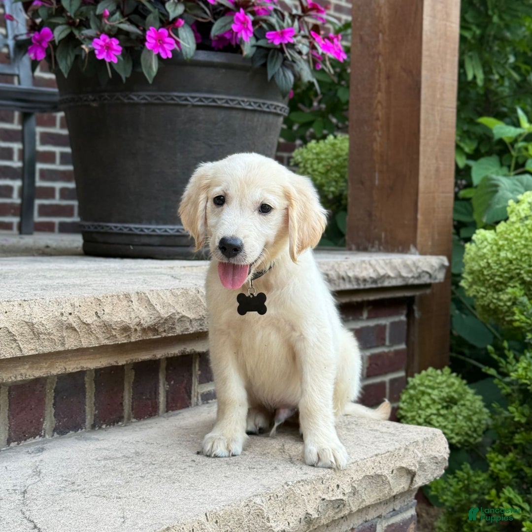Golden Retriever dogs for sale: Archie - Image 5
