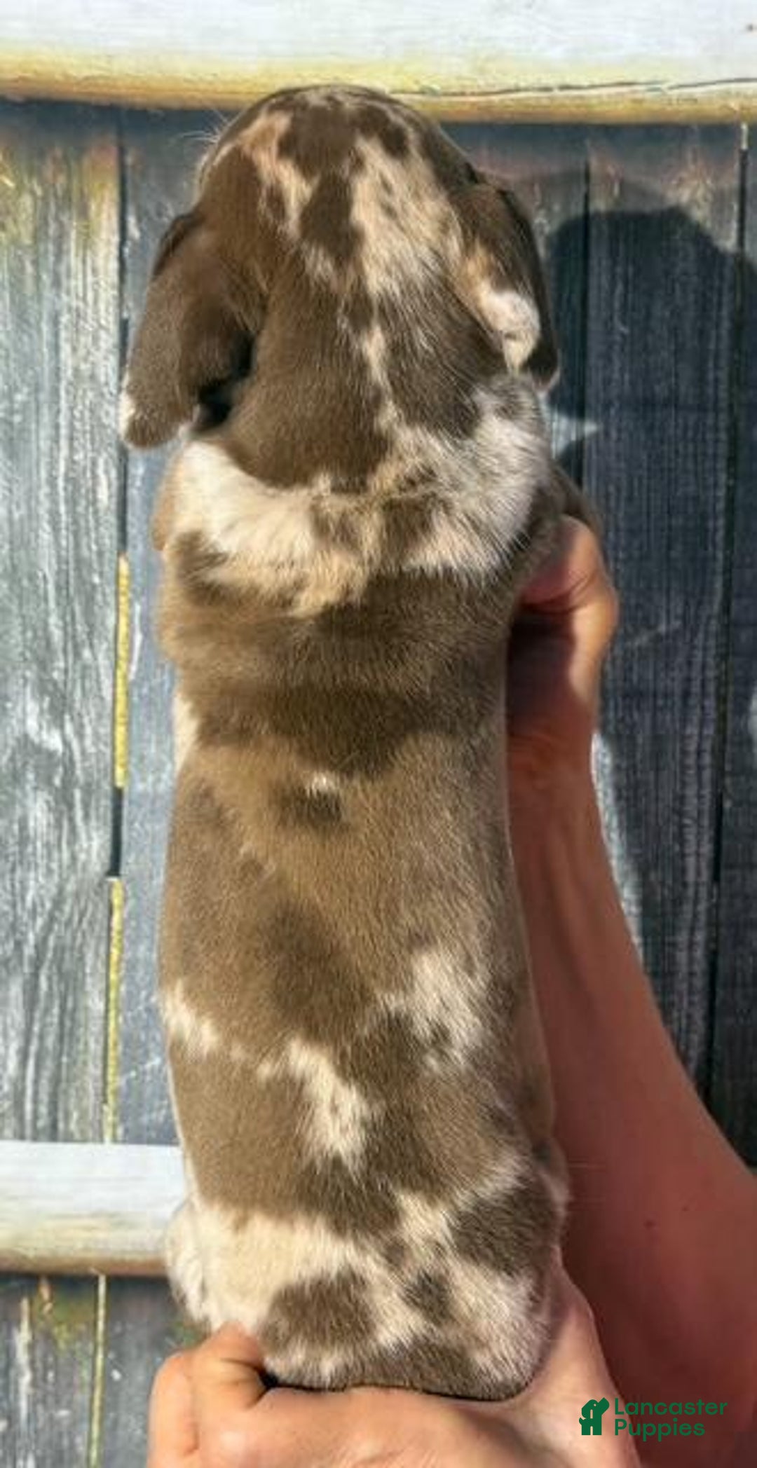 Great Dane dogs for sale: Great Dane 4 puppies - Image 9