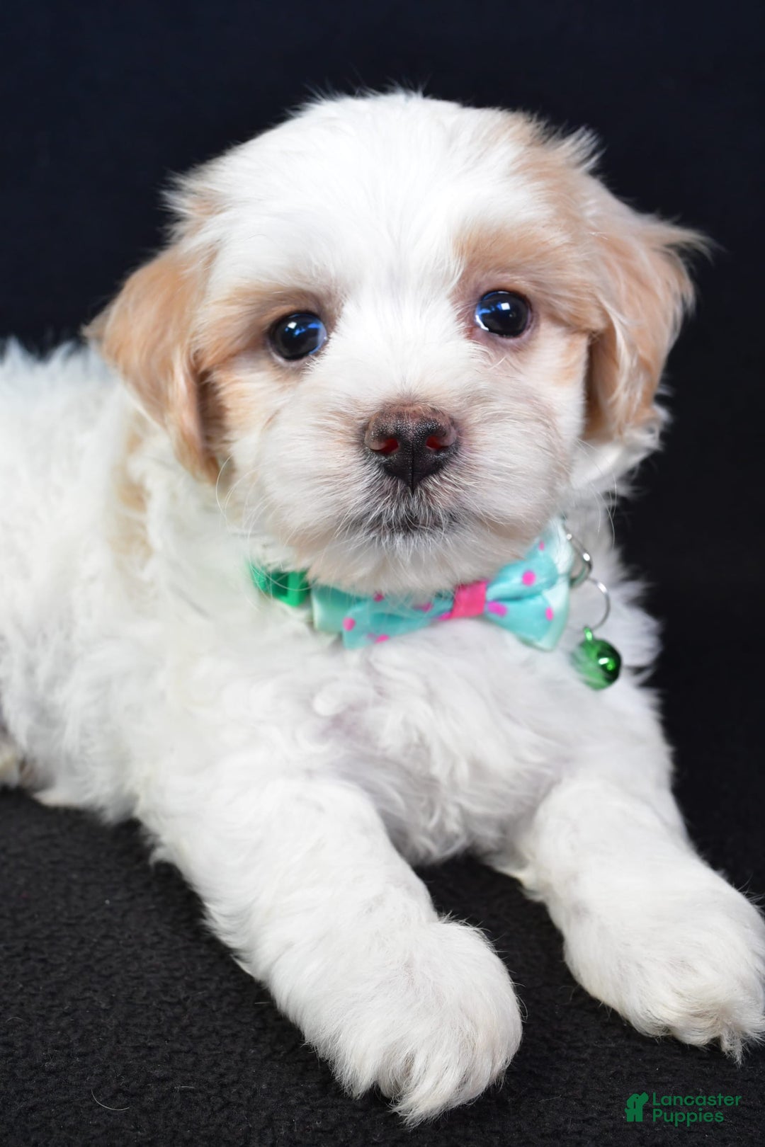 Maltipoo dogs for sale: Buddy - Image 1
