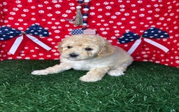 Miniature Poodle dogs for sale: Rosy - Image 2