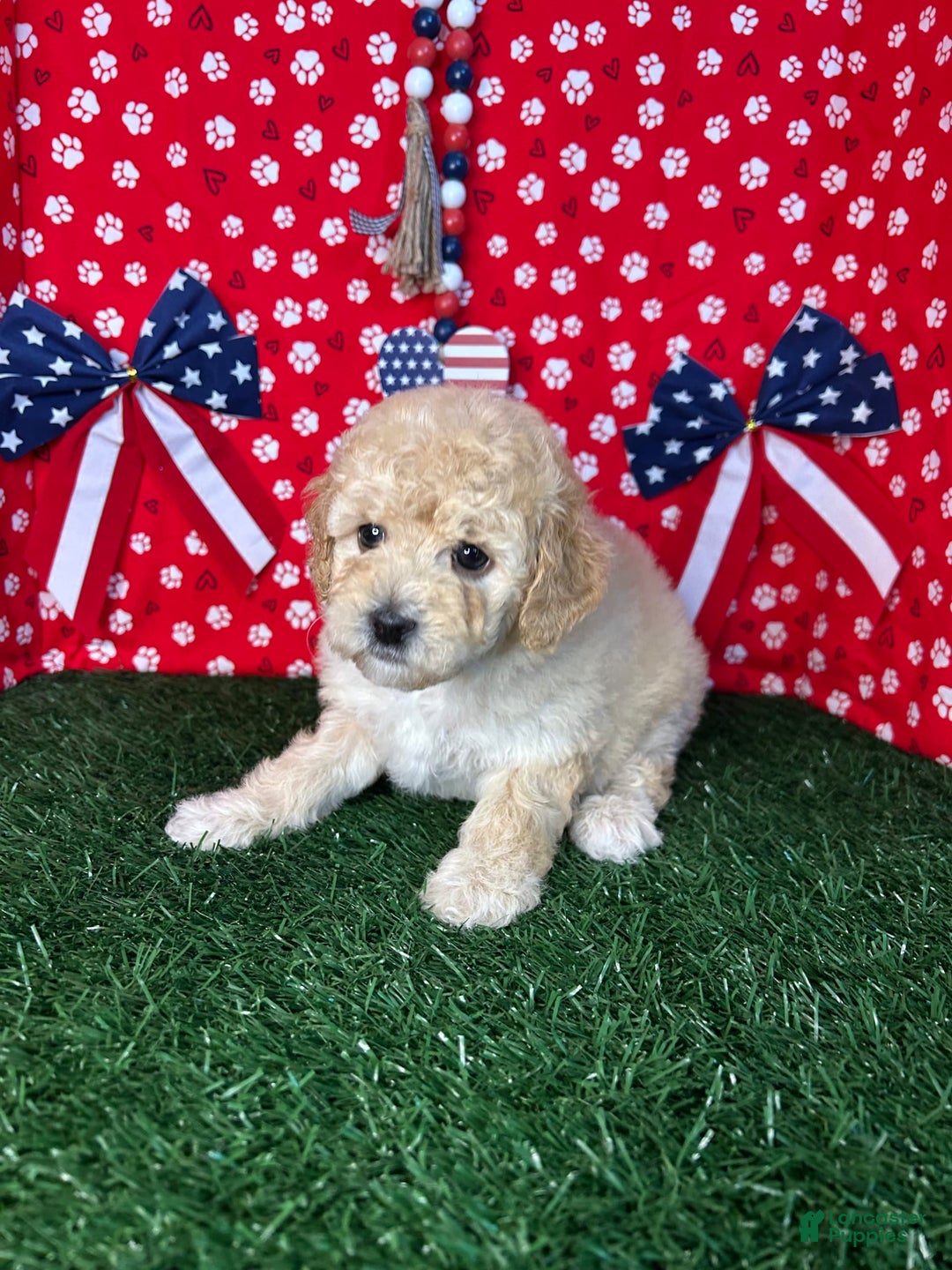 Miniature Poodle dogs for sale: Rosy - Image 2