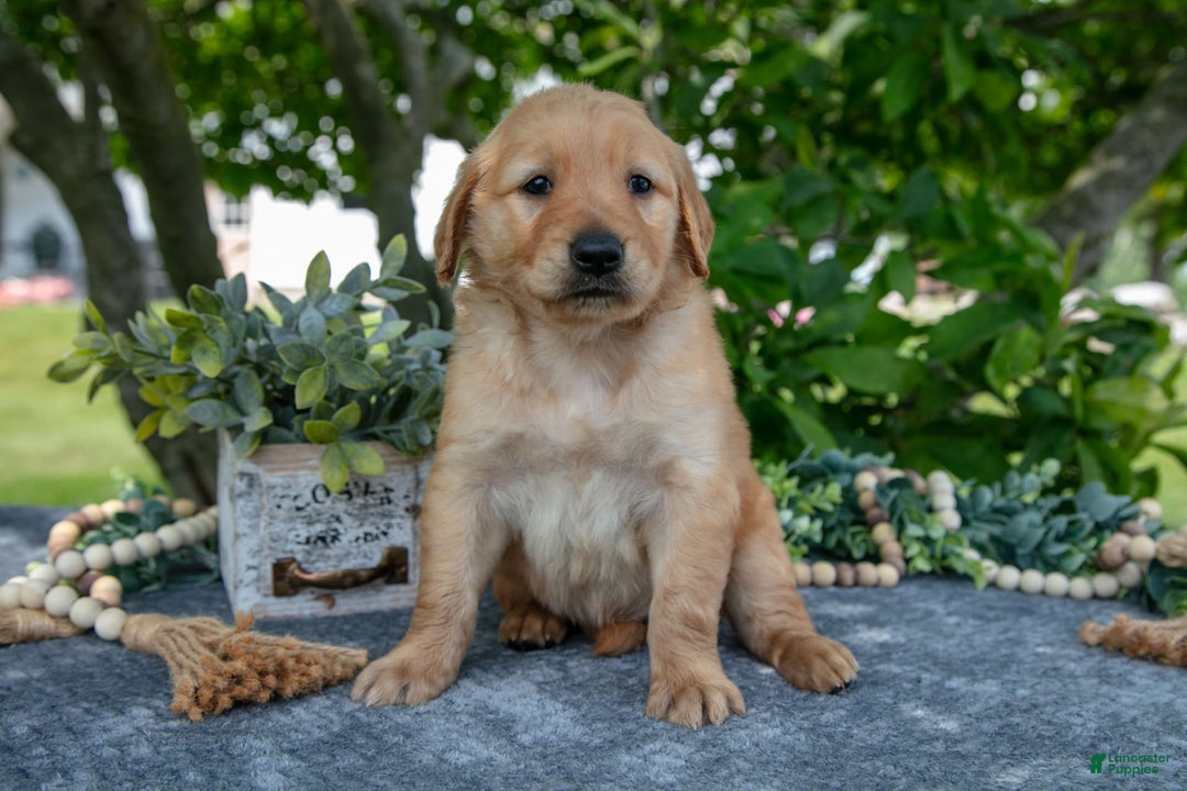Golden Retriever dogs for sale: Lila - Image 3