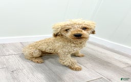 Mini Aussiedoodle dogs for sale: Sierra - Image 7