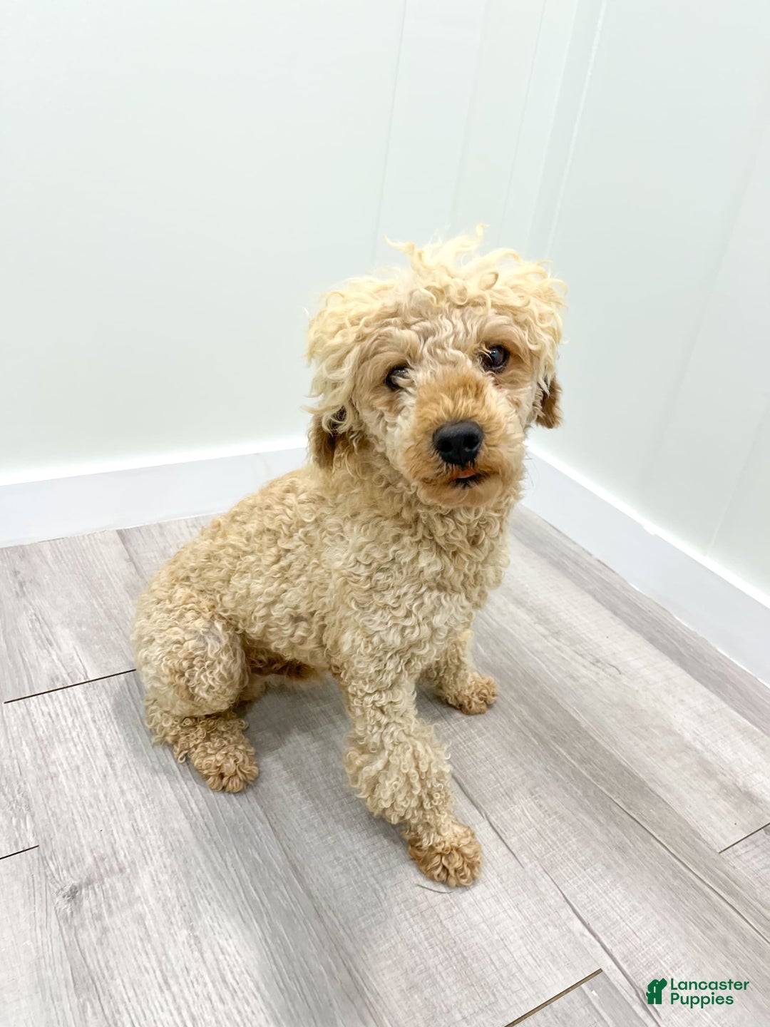 Mini Aussiedoodle dogs for sale: Sierra - Image 7