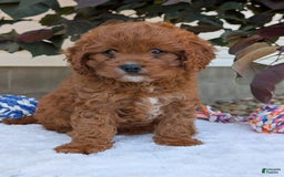 Cavapoo dogs for sale: Remi - Image 11