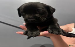 Labrador Retriever dogs for sale: Knight - Image 3