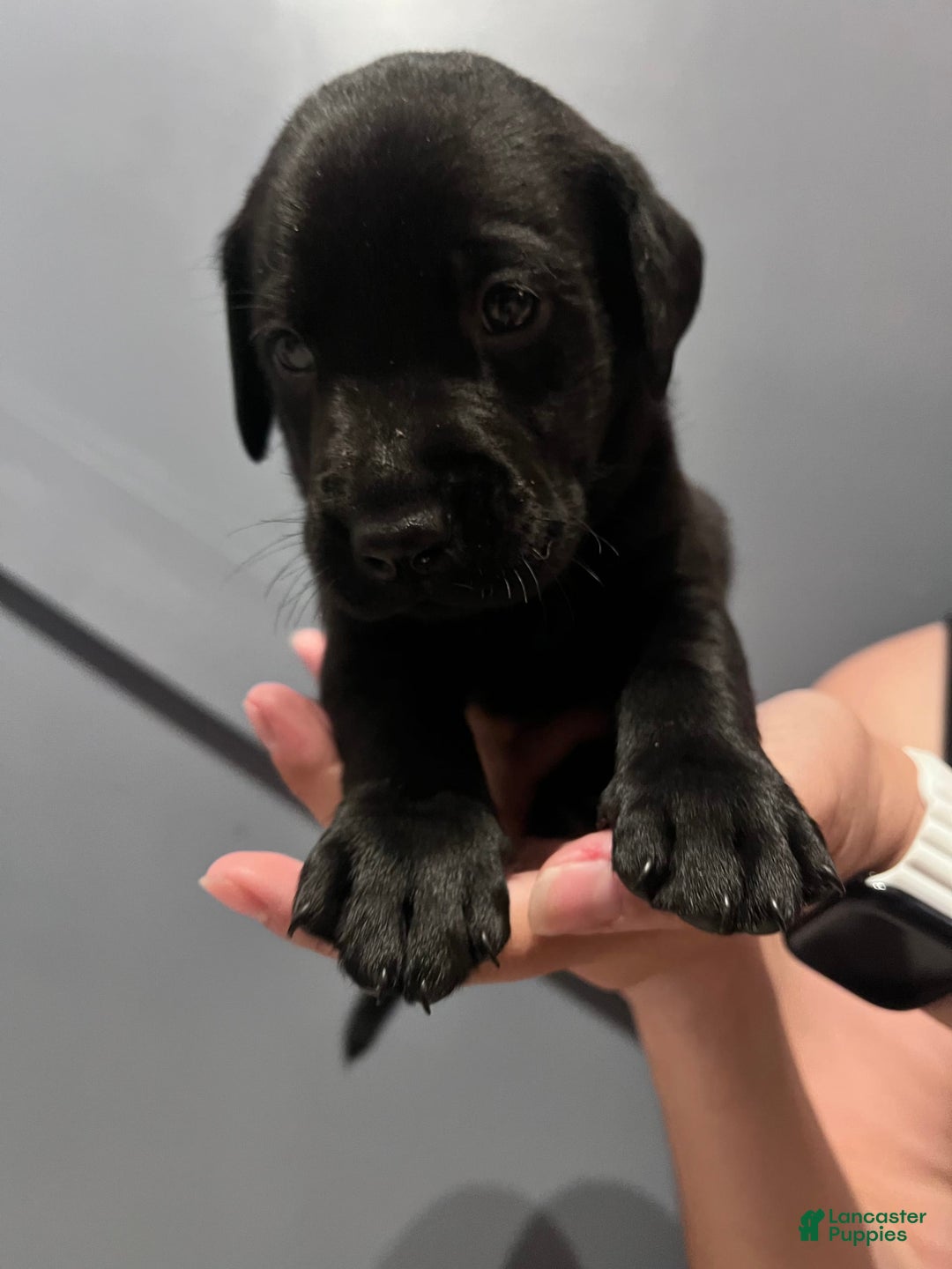 Labrador Retriever dogs for sale: Knight - Image 3