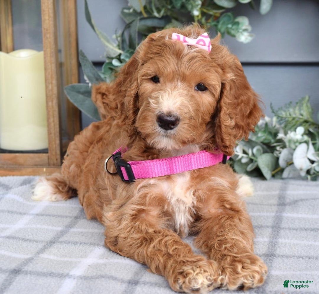 Goldendoodle dogs for sale: Addison - Image 9