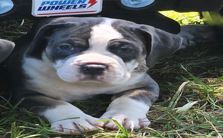 Olde English Bulldogge dogs for sale - Ad 3