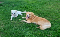 Goberian dogs for sale: Hotdog - Image 6