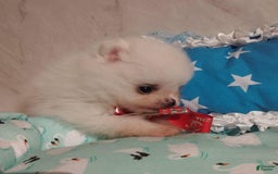 Pomeranian dogs for sale: Alvin - Image 3