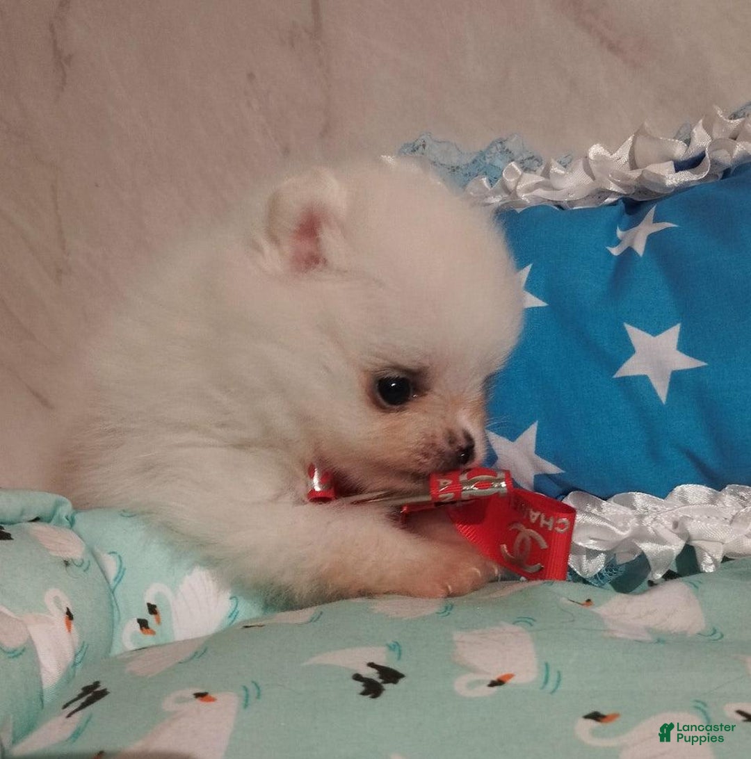 Pomeranian dogs for sale: Alvin - Image 3