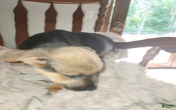 German Shepherd dogs for sale: Gray - Image 1