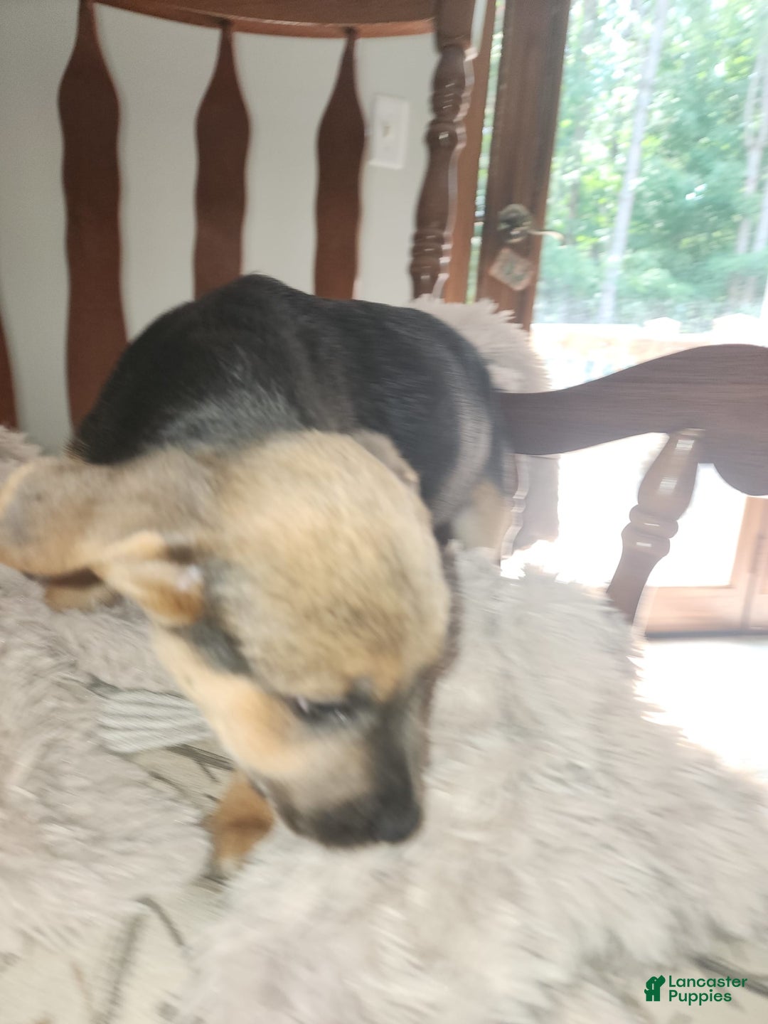 German Shepherd dogs for sale: Gray - Image 1
