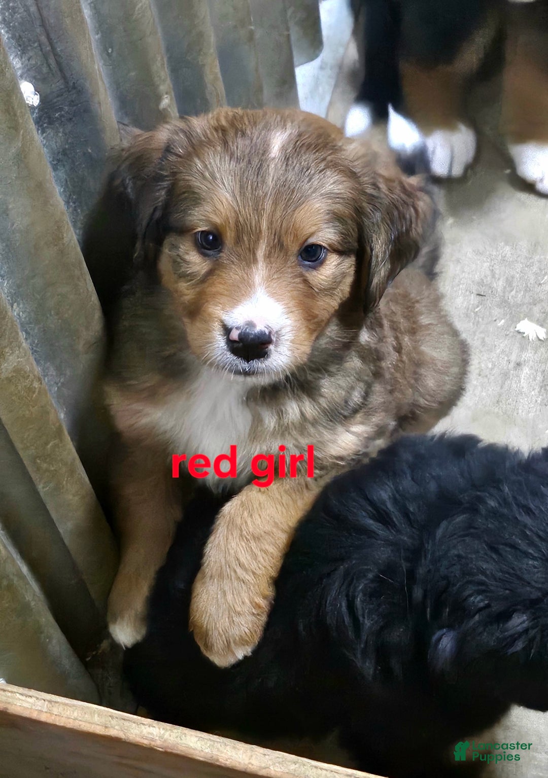 Bernese Mountain Dog dogs for sale: Red Collar - Image 1