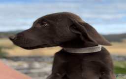 Labrador Retriever dogs for sale: Hunter - Image 5