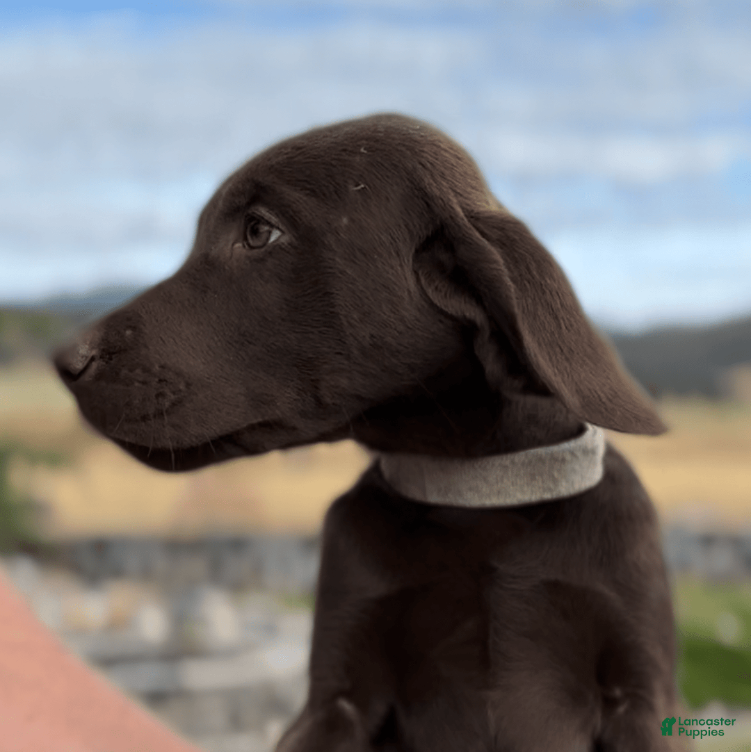 Labrador Retriever dogs for sale: Hunter - Image 5
