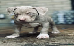 American Bully dogs for sale: Loc - Image 7