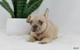 French Bulldog dogs for sale: Hadley - Image 11