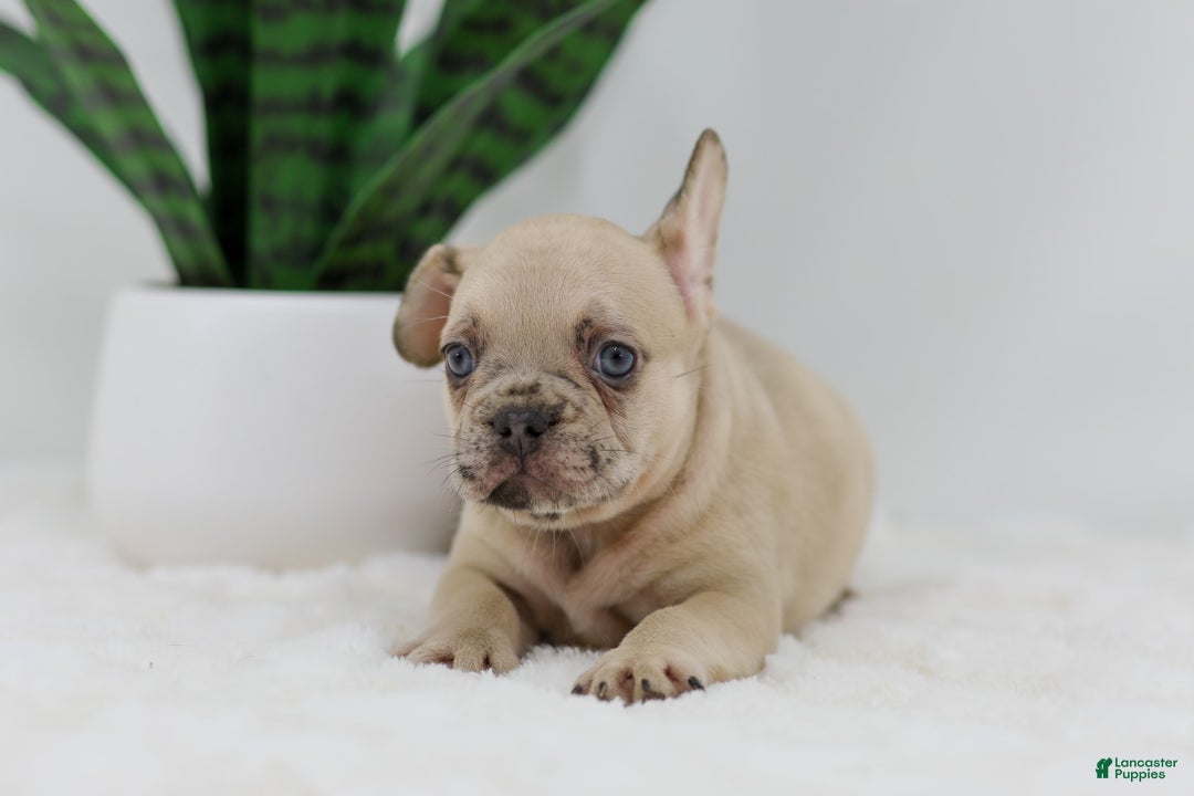 French Bulldog dogs for sale: Hadley - Image 11