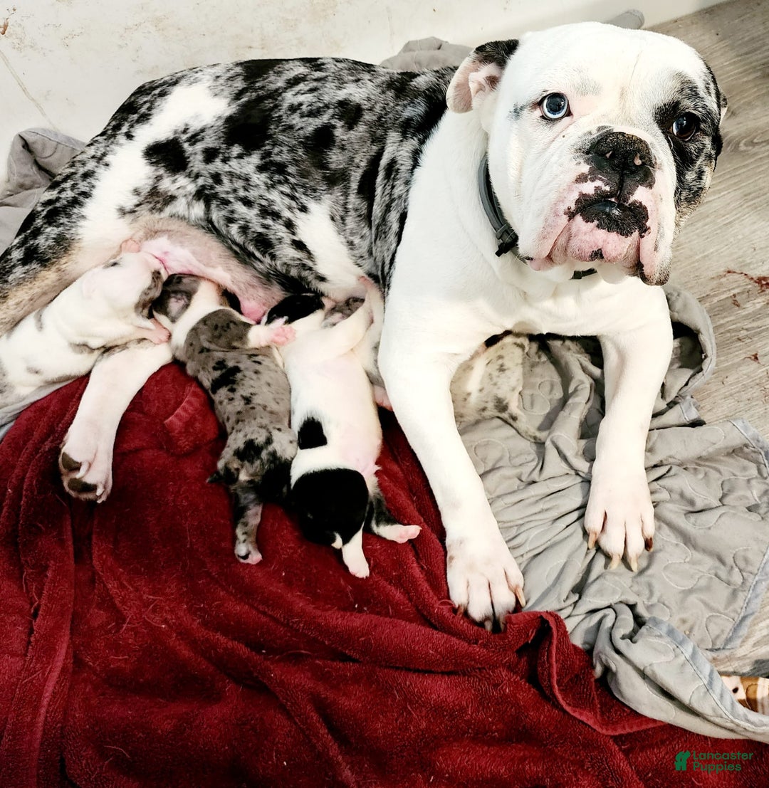 Olde English Bulldogge dogs for sale: Sweetie - Image 6