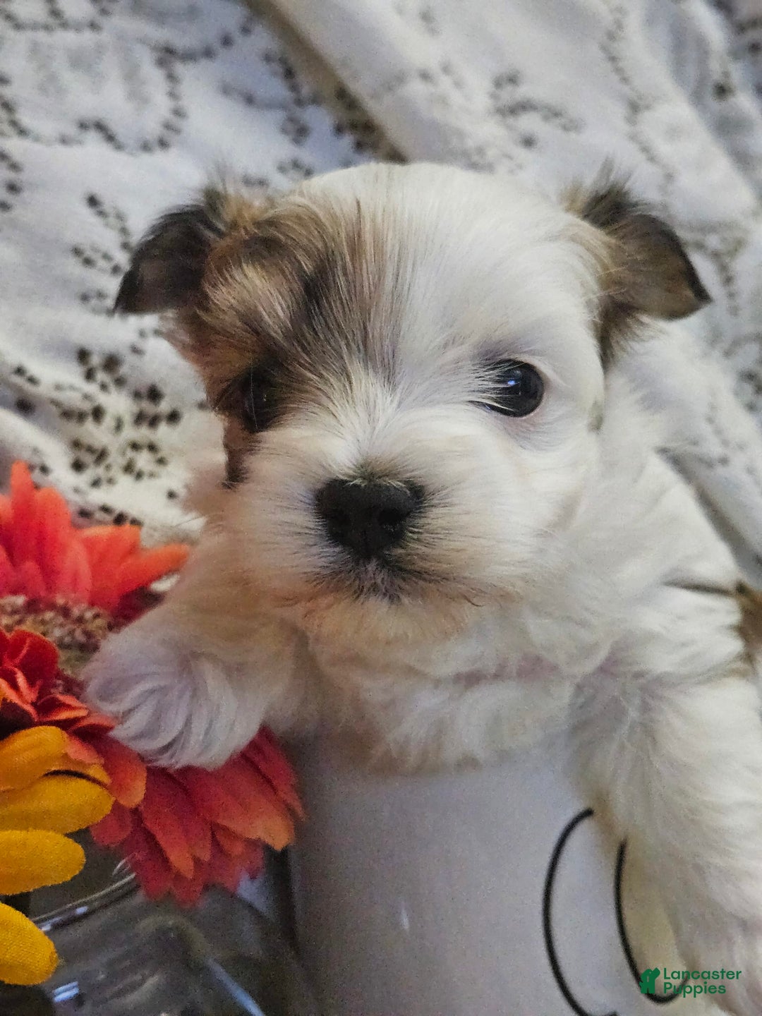 Yorkshire Terrier dogs for sale: Romeo - Image 8