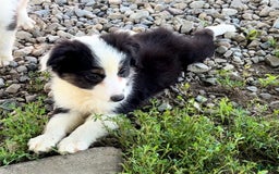 Australian Shepherd dogs for sale: Dottie - Image 4
