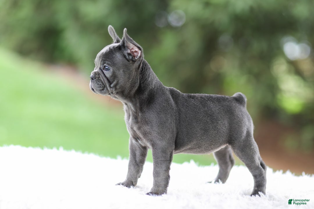 French Bulldog dogs for sale: Violet - Image 12