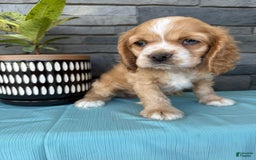 Cocker Spaniel dogs for sale: Tasha - Image 13